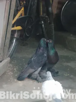 পুটার রানিং কবুতর বিক্রয় হবে